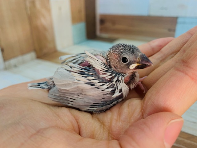 まつど店の人気色！シルバー文鳥さん♪