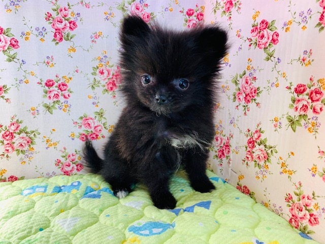 久々入舎!かまってちゃんなポメラニアンちゃん♡