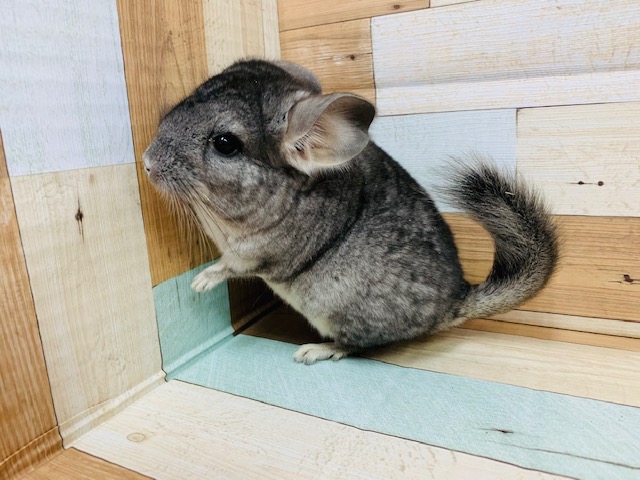 人気カラーのチンチラ(グレー)ちゃん入舎！