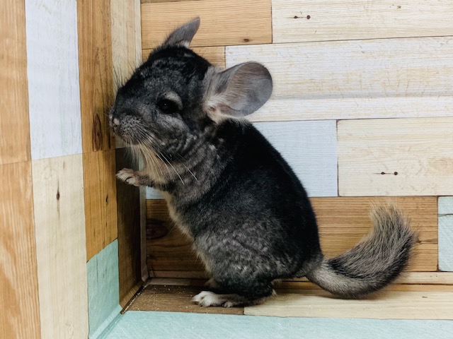 きょとん顔が可愛い！チンチラ(グレー)ちゃん♡