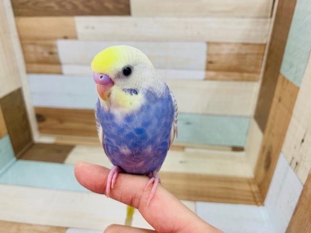 画像更新!!美カラー☆セキセイインコ　レインボーパイド～～