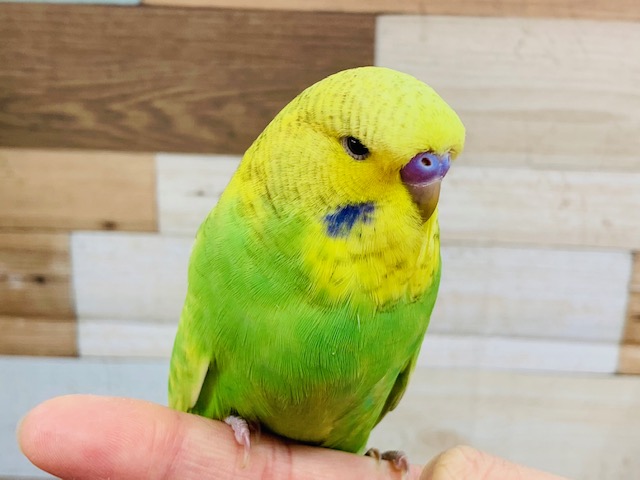 頭が大きいです！　ジャンボセキセイインコ♪