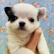 牛カラー?!激カワなチワワが入舎しました♡