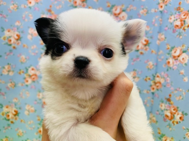 牛カラー?!激カワなチワワが入舎しました♡