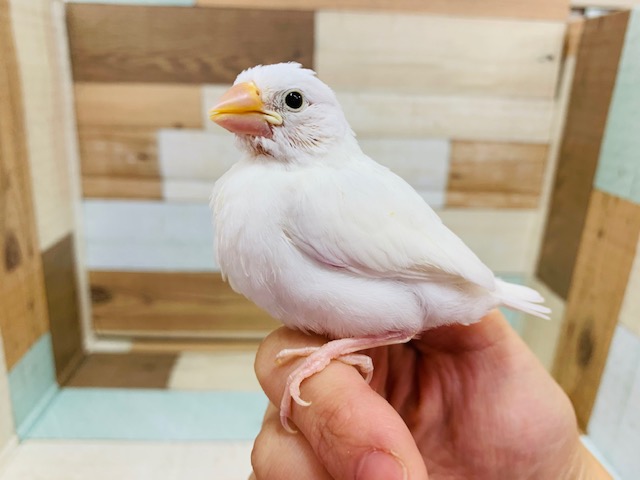 清潔感漂う～～白文鳥！