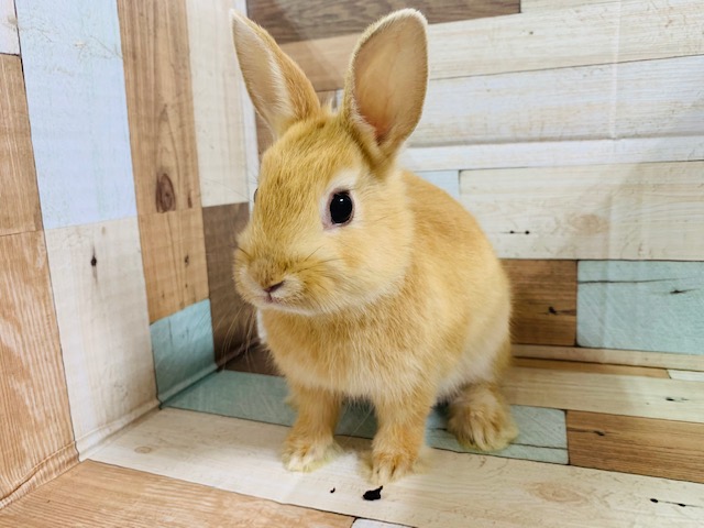 人気カラーのドワーフラビットちゃん♡