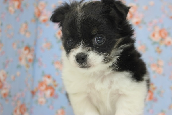 むっちりチワワ君がやってきました！