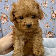 超イケメン！！ トイプードルの男のコ 2021.1/14撮影