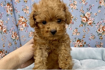 超イケメン！！ トイプードルの男のコ 2021.1/14撮影