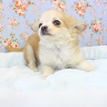 困った顔がかわいすぎ！チワワ・男の子！