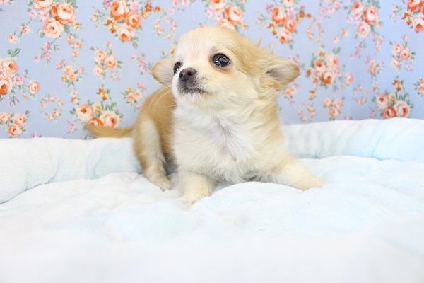 困った顔がかわいすぎ！チワワ・男の子！