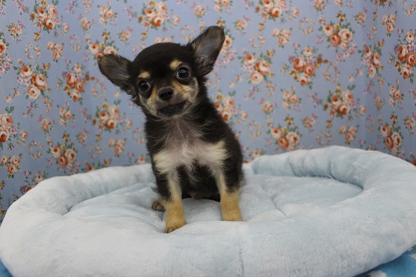 新松戸店よりやって来ました☆　人気カラー☆チワワ・男の子!!　2021.2/27