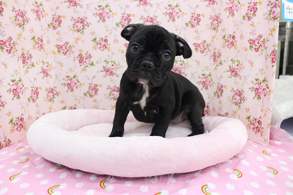 つるすべボディ☆フレンチブルドッグ・女の子！