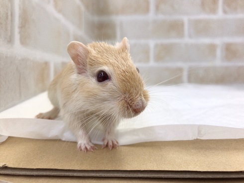 人気カラー！カラージャービル（オレンジ）