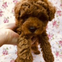 離れないで！甘えん坊トイプーきたよ。