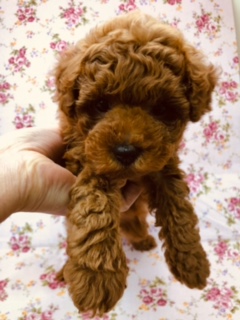 離れないで！甘えん坊トイプーきたよ。