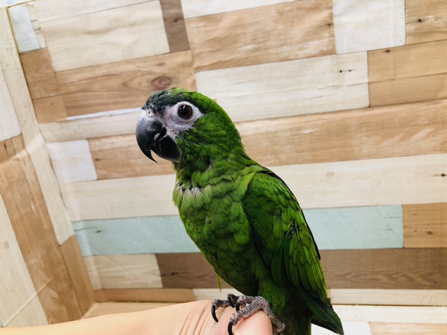 ベタ馴れだよ！！　コミドリインコ　