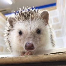 抱っこできます！ハリネズミの女の子！