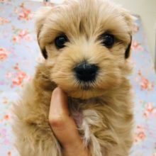 最新動画更新！僕を見てよ！甘えん坊なマルプーいるよ