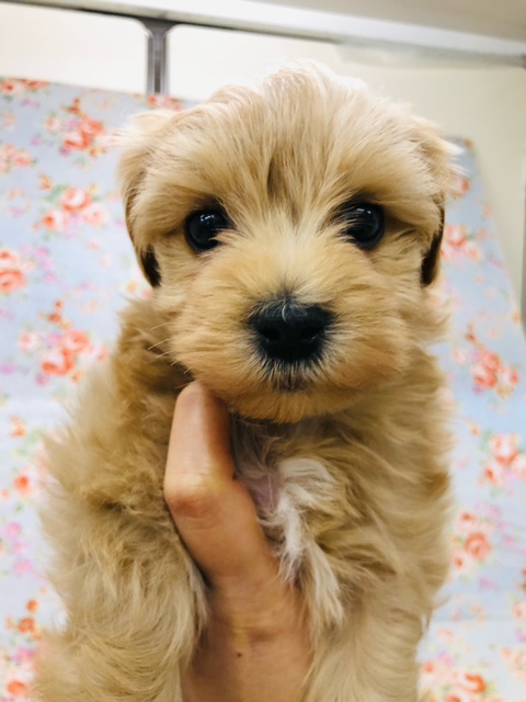 最新動画更新！僕を見てよ！甘えん坊なマルプーいるよ