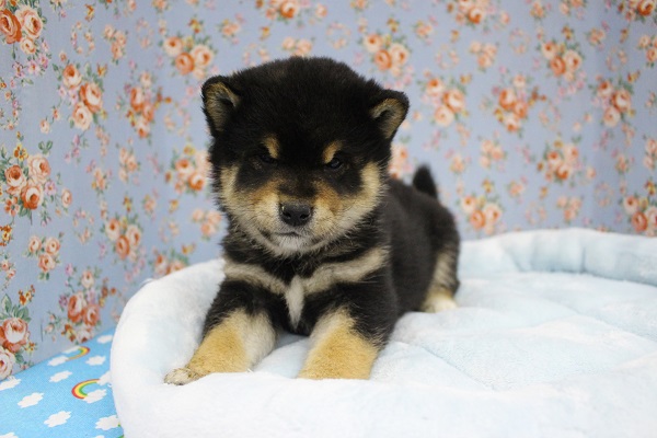 むっくむく赤ちゃん☆豆柴犬・男の子！