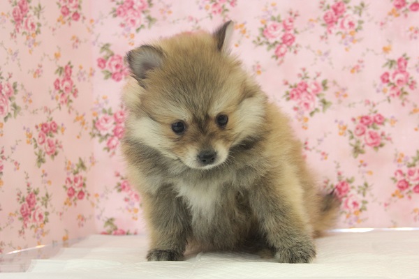 ｷﾂﾈｻﾝ･･･?もっふもふポメラニアンちゃん♀