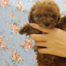 愛嬌たっぷり♪元気いっぱいトイプードルくん♂