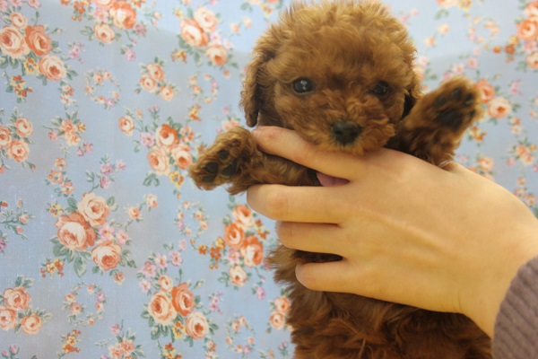 愛嬌たっぷり♪元気いっぱいトイプードルくん♂