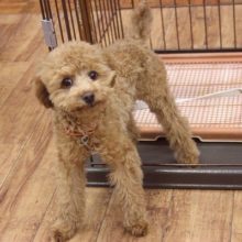 最新画像更新★とっても美形!!クリクリおめめのトイプードルくん♂