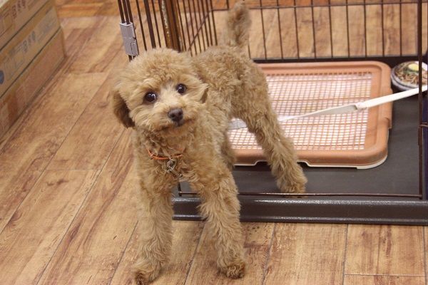 最新画像更新★とっても美形!!クリクリおめめのトイプードルくん♂