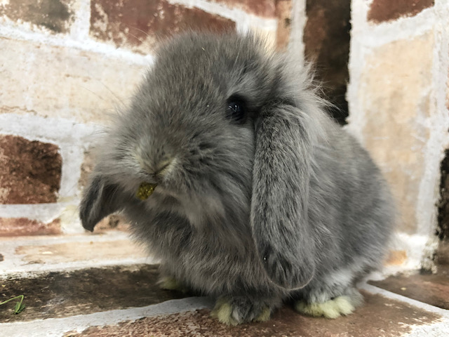 怖がりだけど気になる・・・ロップイヤー(ブルー)