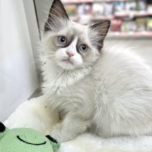 ラグドール（シールポイントバイカラー）　2020年12月28日生　女の子