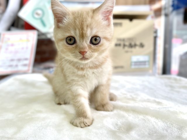 マンチカン（クリームタビー）2020年12月18日生　　女の子