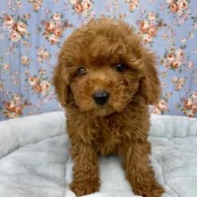 イケメン再び！！ トイプードルの男のコ 2021.2/2撮影