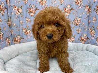 イケメン再び！！ トイプードルの男のコ 2021.2/2撮影