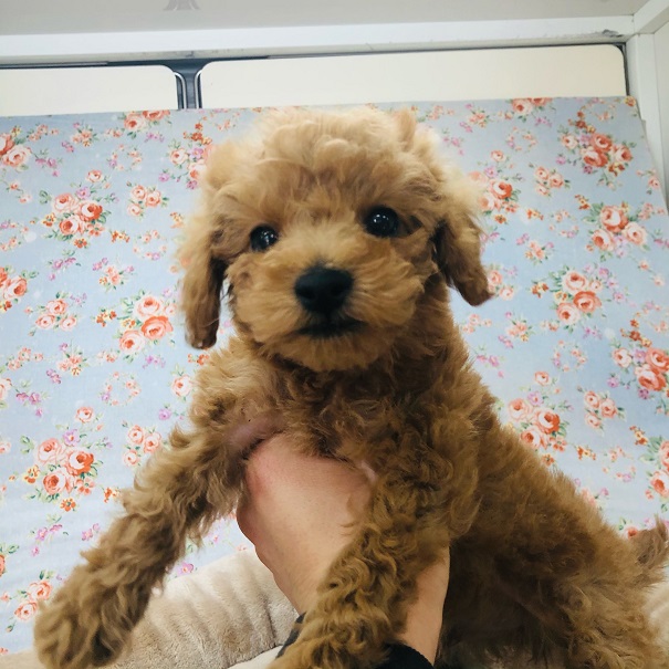 元気いっぱいなのが取柄です☆トイプーくんが来たよ~！！