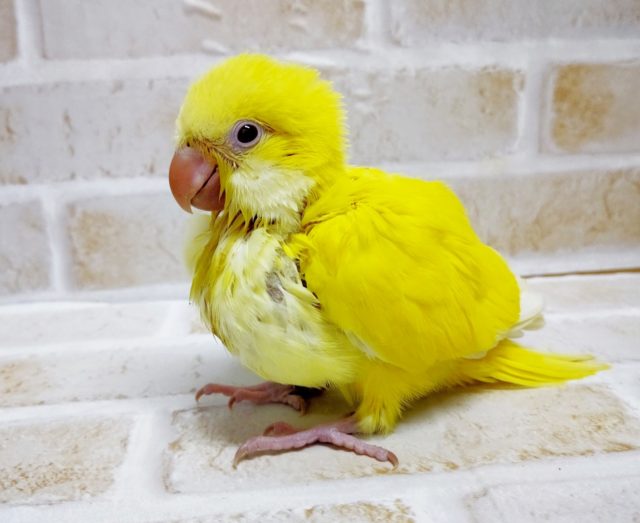 眩しすぎる！オキナインコ☆ルチノー　2021年02月16日