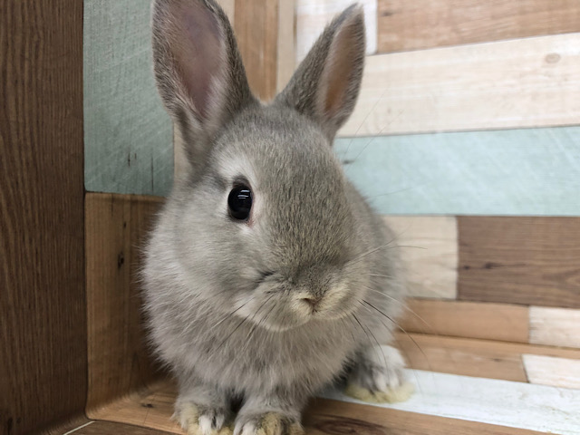 まるボディーが素晴らしい♪ネザーランドドワーフちゃん(グレー)