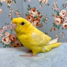 てのりサザナミインコ  ルチノー  2月20日