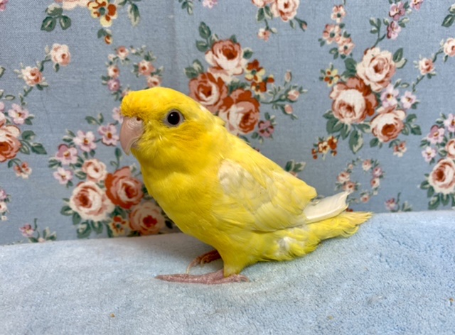 てのりサザナミインコ ルチノー 2月20日