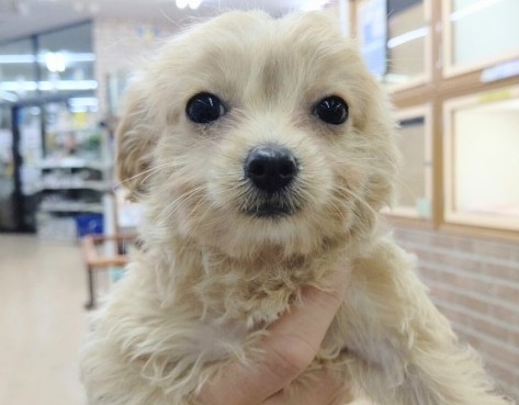 おねむですか～？MIX犬(チワワ×トイプードル) 女の子♪