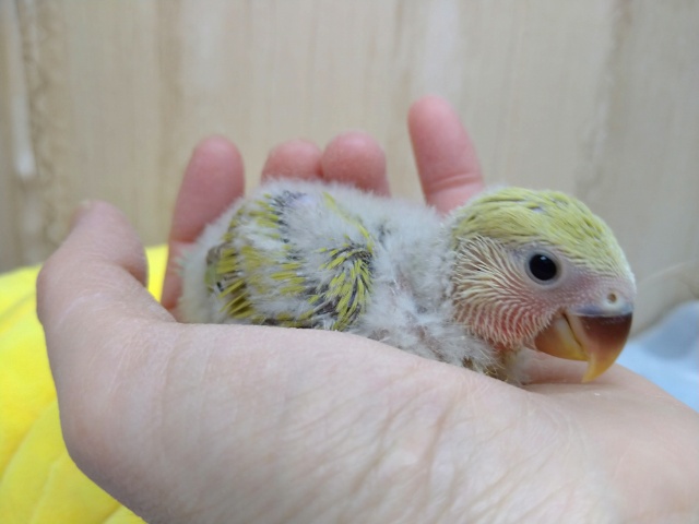 お尻のふわふわがたまりません!!小桜インコのヒナが来ました〜