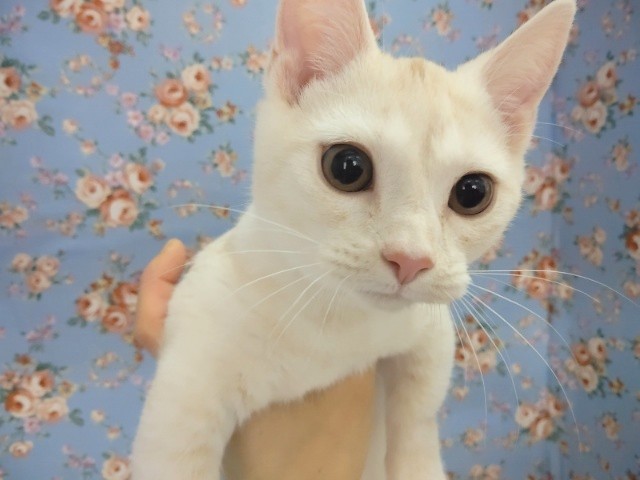 安心サイズな甘々～マンチカン 男の子♪