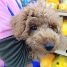 超絶！甘えん坊な～トイプードル(レッド)男の子♪