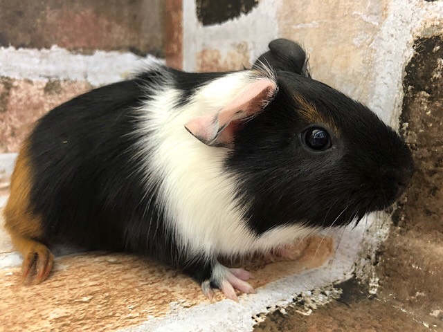 短毛モルモットちゃん♪