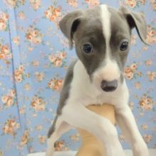 ムッチリボディ！イタリアングレーハウンド 男の子♪