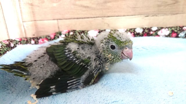 お迎えしましょう！こうなったら。。サザナミインコ～～