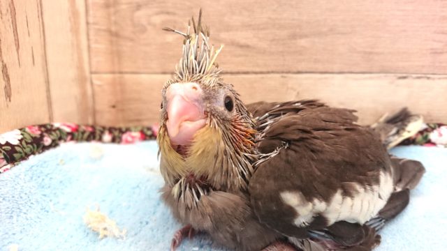 注目度高いです☆☆☆　オカメインコ　ノーマル～～