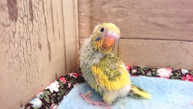 人気上昇中！！セキセイインコ　スパングルパイド～～