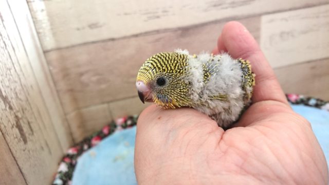 ある意味。。レア☆　セキセイインコ　ノーマル～～